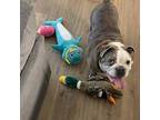 Boudreaux (In Foster) English Bulldog Adult Male