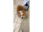 Adopt Joey a Corgi