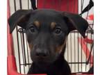Adopt Raphael a Doberman Pinscher