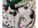 Winsom - At Petco Domestic Shorthair Kitten Female