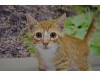 Skipper Domestic Shorthair Kitten Male