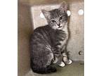 Louise Domestic Shorthair Kitten Male