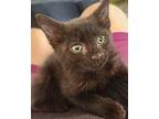 Elle Domestic Shorthair Kitten Female