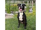 Adopt Knox a Pit Bull Terrier