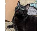 Adopt Suki--In Foster a Domestic Short Hair
