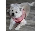JUNIE MAE in KS Cairn Terrier Senior Female