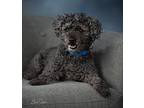 Bear Poodle (Miniature) Senior Male