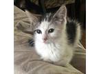 Cheerios Domestic Shorthair Kitten Female