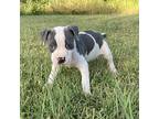 Kitty Lime American Pit Bull Terrier Puppy Female