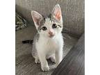 Smokey Domestic Shorthair Kitten Male