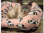 Silas Siamese Adult Male