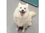 Zumi * Bonded With Kiko * American Eskimo Dog Adult Female