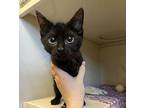 Obsidian Domestic Shorthair Kitten Male