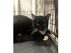 Troubles Domestic Shorthair Kitten Male