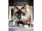 Gatsby 3 Siamese Adult Male