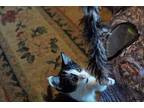 Rupert Domestic Shorthair Kitten Male