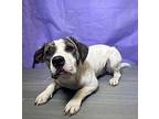 Elektra Hound (Unknown Type) Adult Female