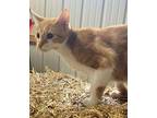 Bailey Domestic Shorthair Kitten Male