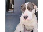 Gumbo American Bulldog Adult Male