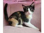 Katharine Hepburn (Selena)- Domestic Shorthair Kitten Female