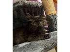 Andy Domestic Longhair Kitten Male