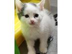 Willoweve - At Petco Domestic Shorthair Kitten Female