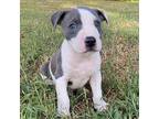 Moose Blue American Pit Bull Terrier Puppy Male