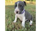 Birdy Purple American Pit Bull Terrier Puppy Female