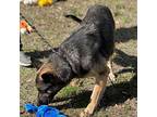 Noel German Shepherd Dog Adult Female
