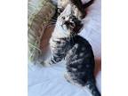 Snoop Domestic Mediumhair Kitten Female
