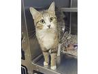 Beep Domestic Shorthair Young Female