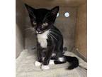 Red Domestic Shorthair Kitten Female