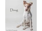 Adopt Doug a Australian Cattle Dog / Blue Heeler, Mixed Breed