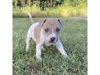 Ladybug Navy American Pit Bull Terrier Puppy Female