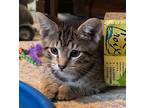 Teddy Domestic Shorthair Kitten Male