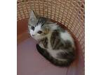 FIREFLY Tabby Kitten Female