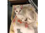 Amos Domestic Shorthair Kitten Male