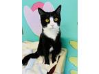 Adopt Maloney a Domestic Short Hair