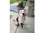 Adopt Echo Yrly 235 a Pit Bull Terrier