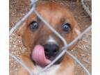 Adopt Jasper a Pit Bull Terrier, Australian Shepherd