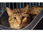 Adopt Noah a Domestic Short Hair