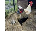 Adopt Van Gogh a Chicken
