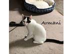 Adopt Armani (24-265) a American Shorthair