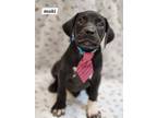 Adopt Maki a Labrador Retriever, Boxer