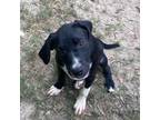 Adopt Tamago a Labrador Retriever, Boxer