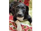 Adopt Saki a Labrador Retriever, Boxer