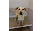 Adopt Nathan a Labrador Retriever, Mixed Breed