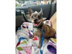 Adopt Miles a Terrier, Mixed Breed