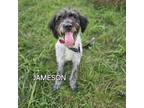 Adopt Jameson a Irish Wolfhound, Foxhound