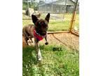 Adopt Bill a Akita